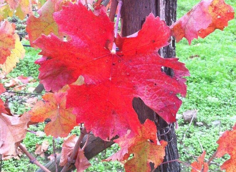  Rescuing Chile’s old vines & ancient abandoned vineyards