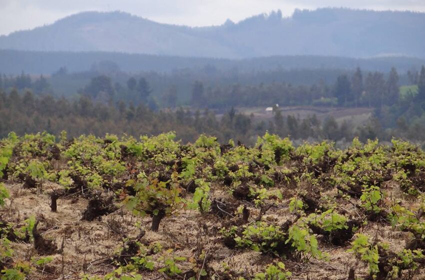  Scouting de Vinos y Uvas Ancestrales