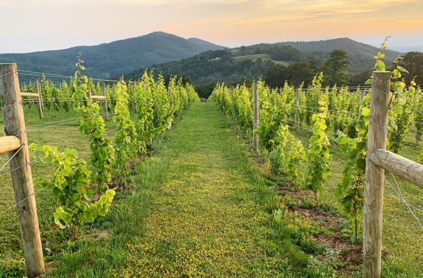  For sale: Successful Virginia Winery (Central Virginia)