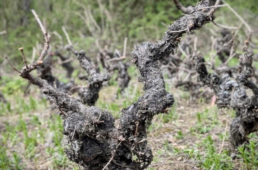  Chilean Cabernet Sauvignon 140+ year-old could re-start the genetics of the wine industry